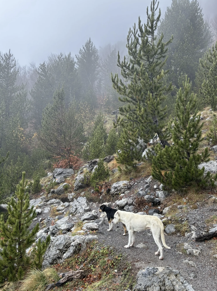 The stray dogs who joined us from Valbona